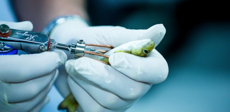 autogenous vaccine Vaxxinova